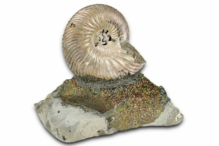 Iridescent, Pyritized Ammonite (Quenstedticeras) Fossil Display #344280
